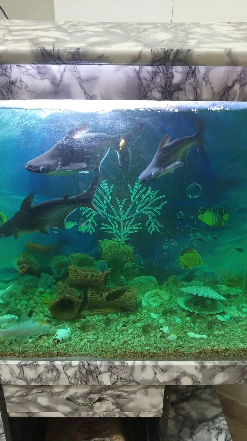 fishes — photo 5