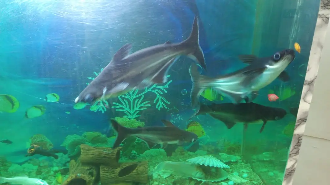 fishes — photo 6