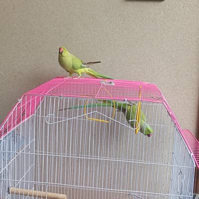 two pair breeder healthy full size female is tame male is semi tame