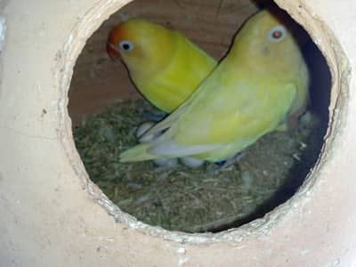 Breeder pairs hai saare