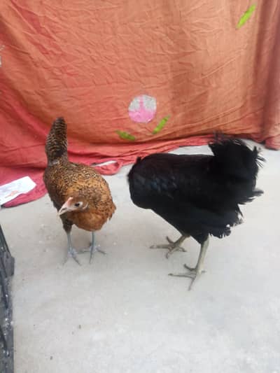 desi hens pair