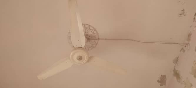 celling fan