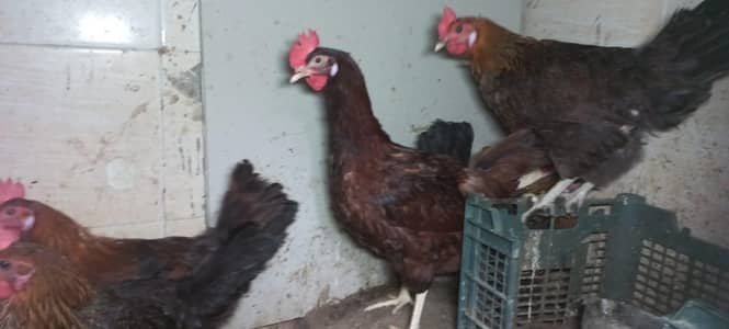 MISRI HEN FOR SALE NOT A SINGLE DAY WITHOUT EGGS