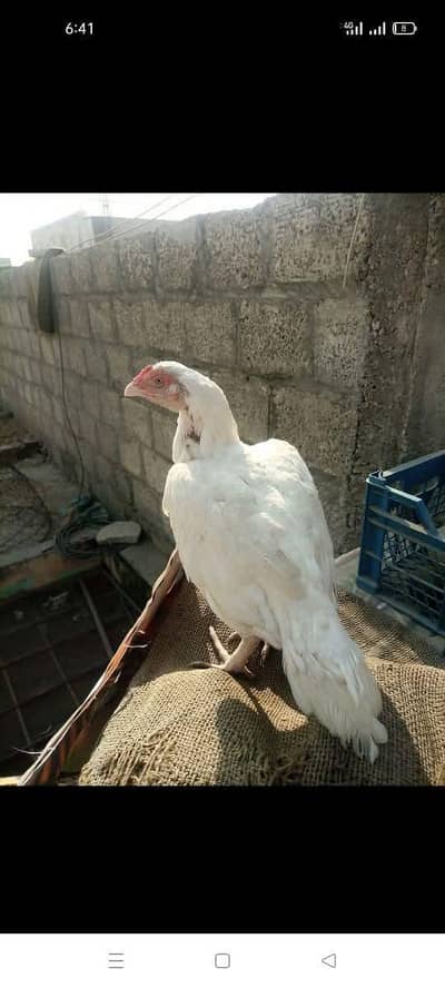 High Quality Heera Madi //03325434166 whtsap