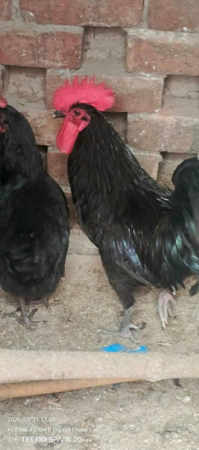 03244452908 sari eggs wali femaleshan