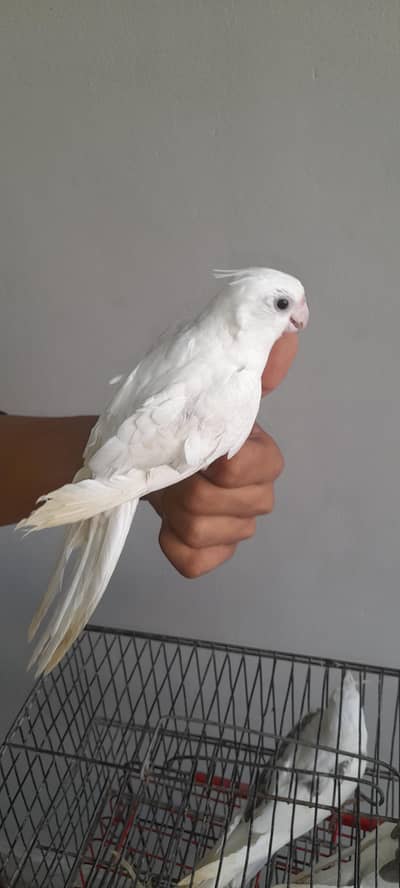 Hand tamed cream cocktail 03168260955