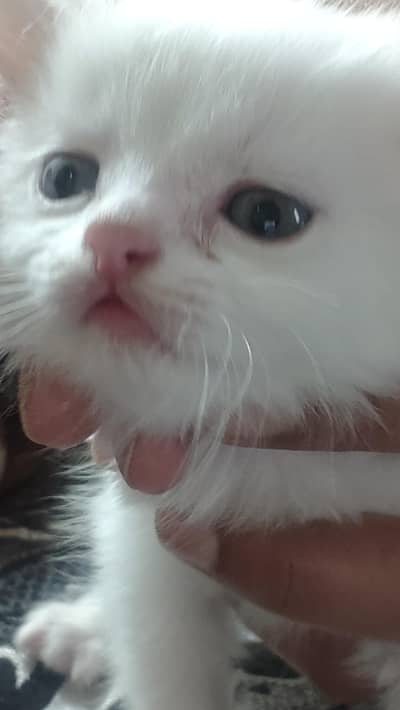 Persian kittens
