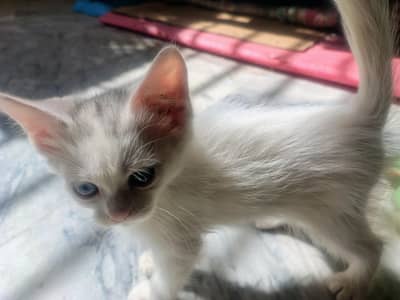 Persian female kitten