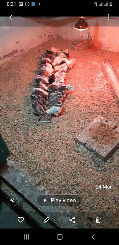 Fayoumi Dhandarwai chicks