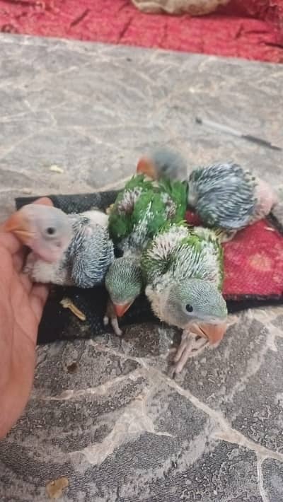 Raw Parrot Chicks