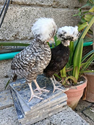 coco polish hens