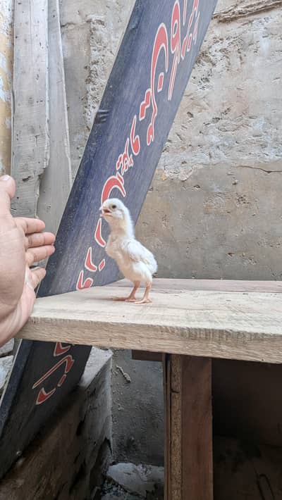 shamo pure bloodline chicks paper white available for sale
