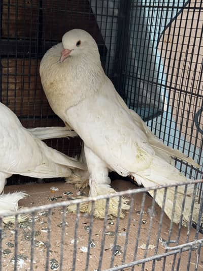 Pouter Pigeon (gubara) For Sale Breeder pair