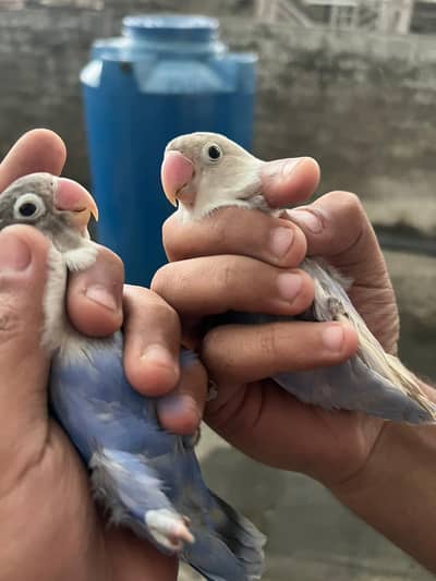love bird breeder pair