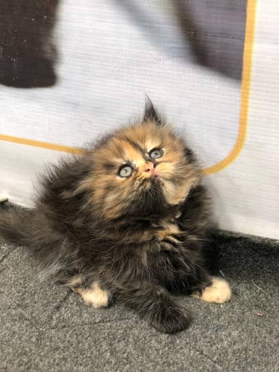 Home delivery Parshion punch face kitten cat male female