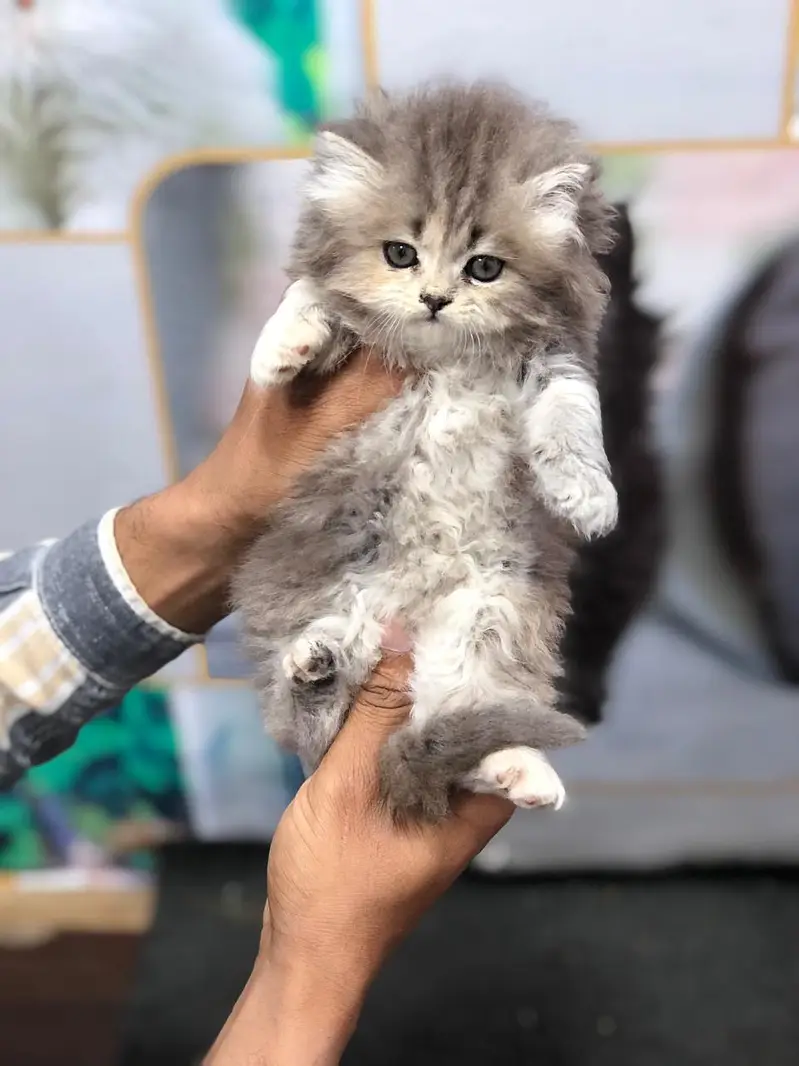 Home delivery Parshion punch face kitten cat male female — photo 2