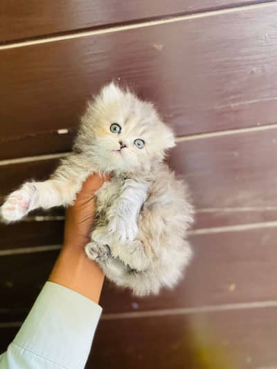 Home delivery Parshion punch face kitten cat male female