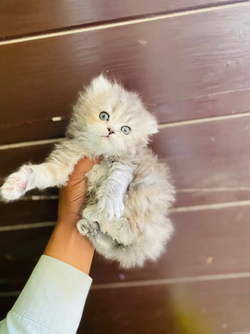 Home delivery Parshion punch face kitten cat male female