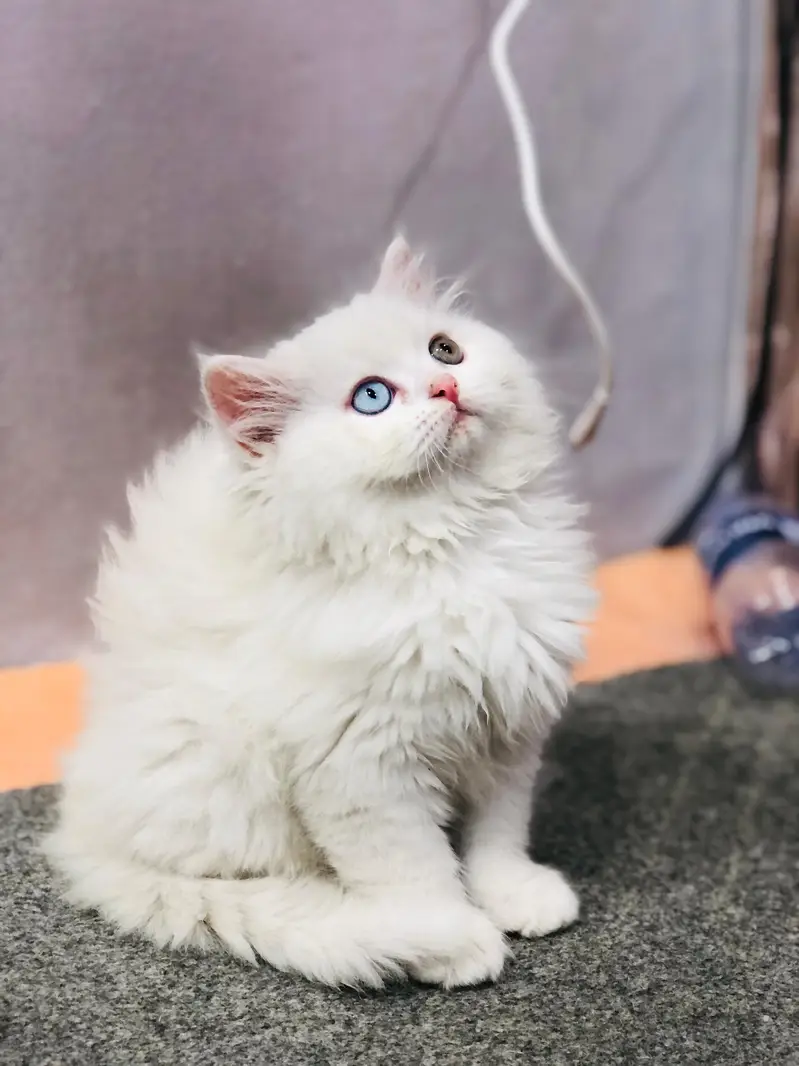 Home delivery Parshion punch face kitten cat male female — photo 6