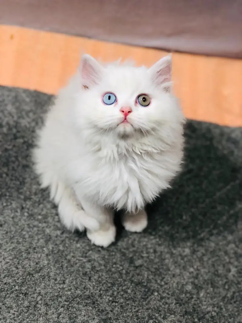 Home delivery Parshion punch face kitten cat male female — photo 9