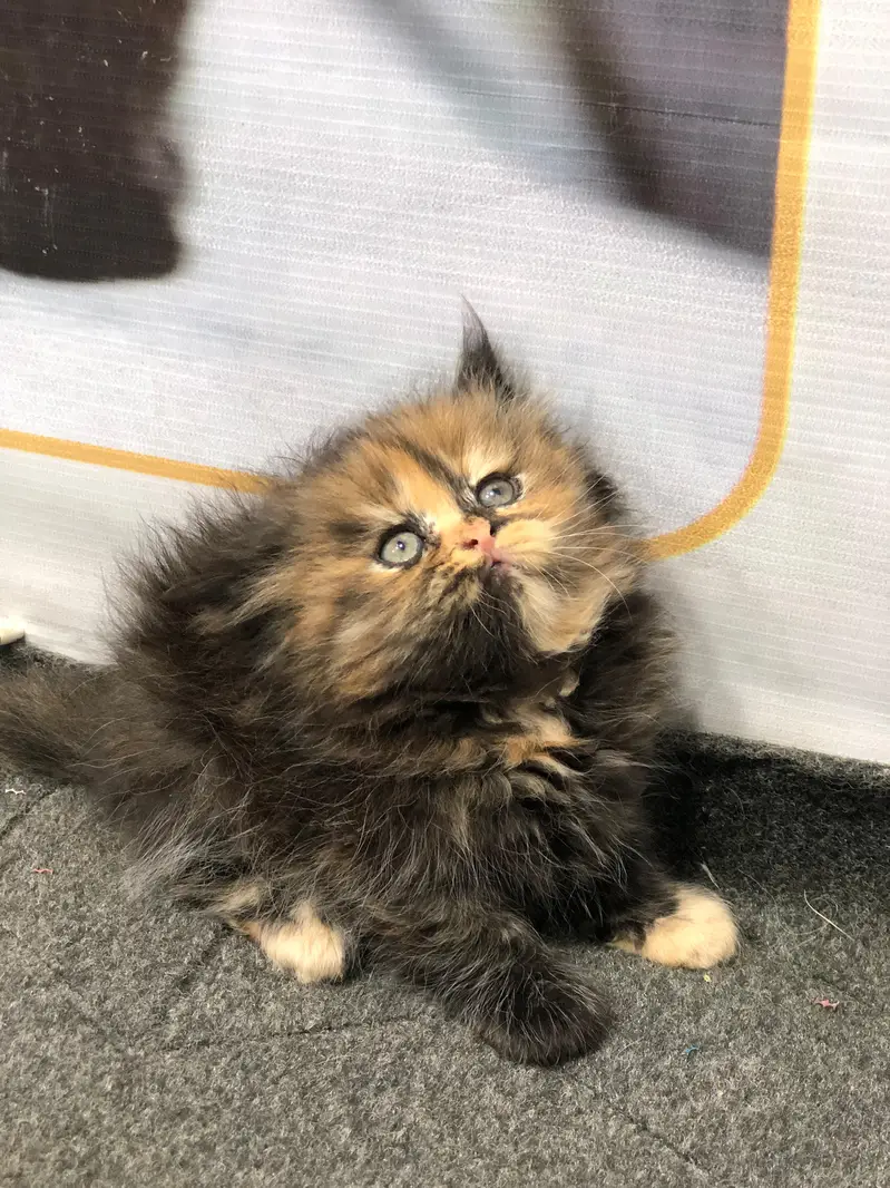 Home delivery Parshion punch face kitten cat male female — photo 8