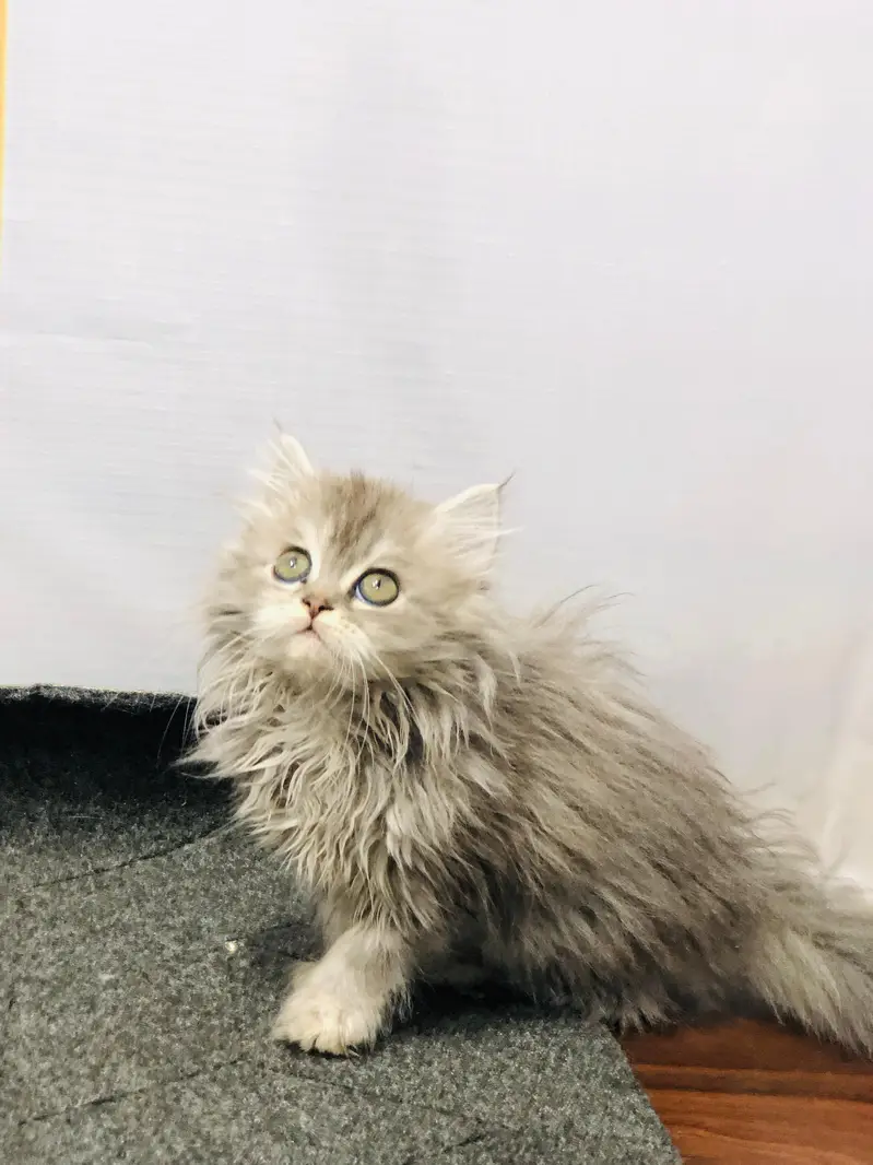 Home delivery Parshion punch face kitten cat male female — photo 11