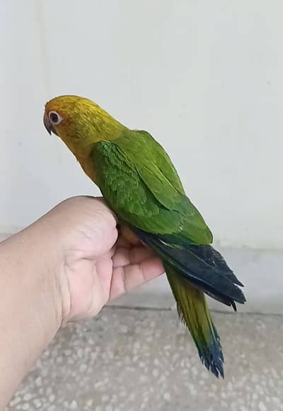 Sun Conure tame female