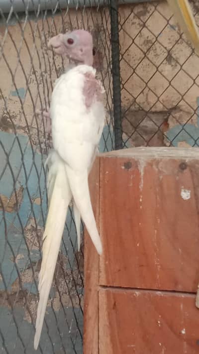 Cockatiel - Java - Finch