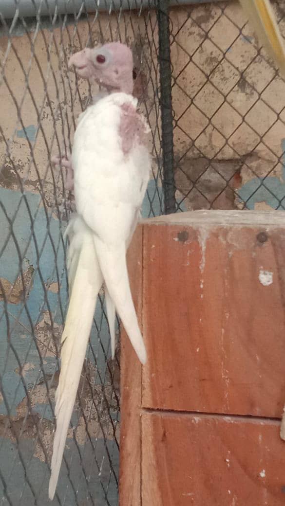 Cockatiel - Java - Finch 0