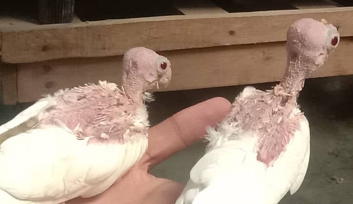 Cockatiel - Java - Finch 1