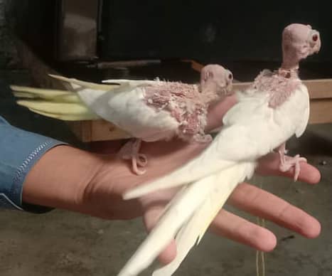 Cockatiel - Java - Finch 2