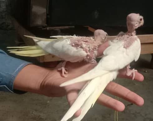 Cockatiel - Java - Finch 3