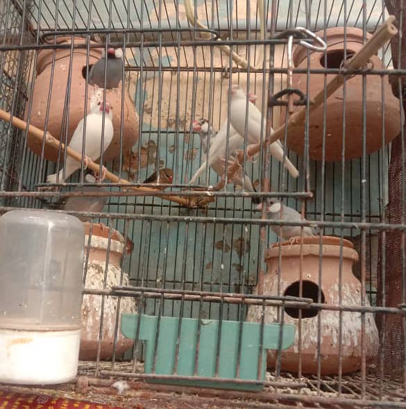 Cockatiel - Java - Finch 4