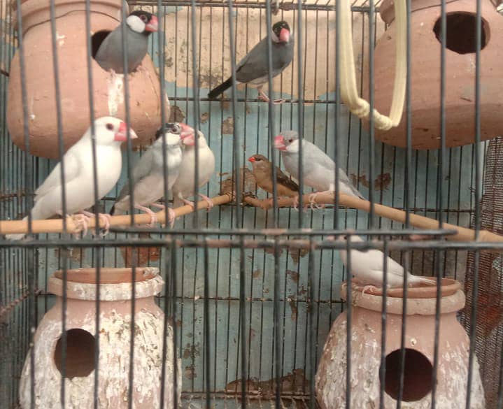 Cockatiel - Java - Finch 5