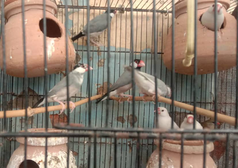 Cockatiel - Java - Finch 6