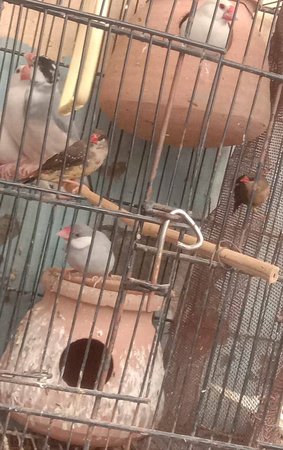 Cockatiel - Java - Finch 7