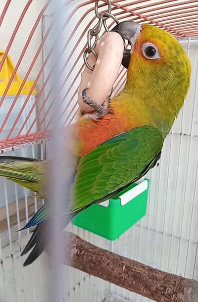Sun Conure tame female