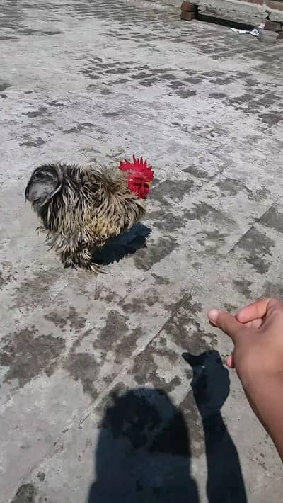 imported frizzle male and 1 desi female available