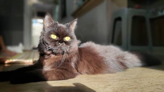 Black Persian full coat female cat