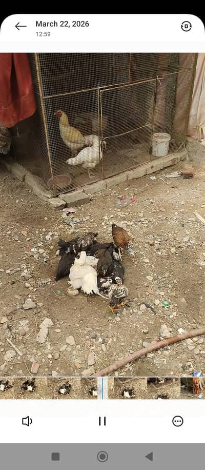 pure Sindhi Aseel chicks