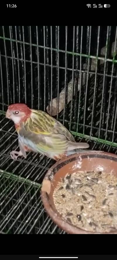 I Am selling my rosella parrot