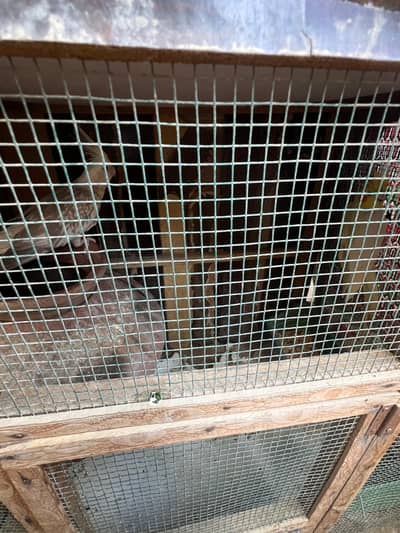 Eno pearl and cream cocktail pair