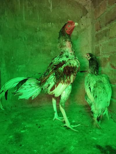 Aseel Murga | Breeder Aseel Pair | Aseel Murga | Saleeti Cheena