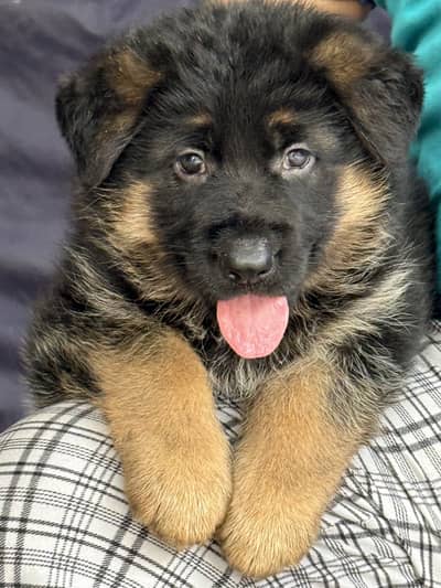 Long coat German shepherd puppies