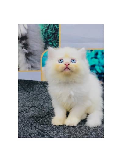 cash on delivery available Persian Punch face triple coat cat Kitten