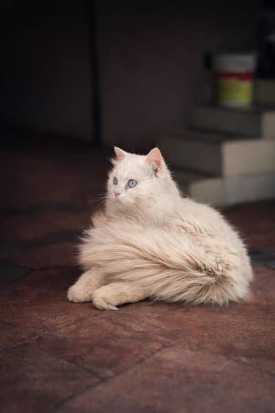 Persian Blue Eyes Triple Coated Male For Sale