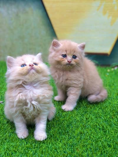 Persian breed kittens for sale Cash on delivery available