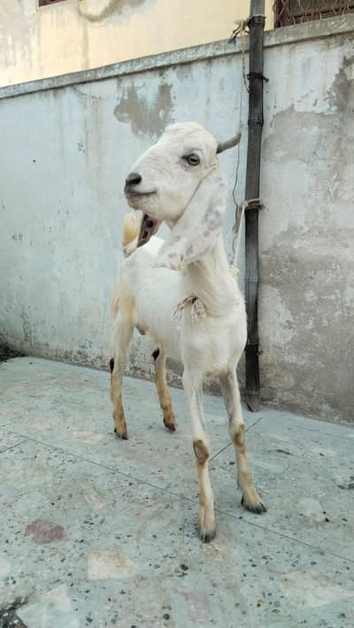 pure larkana dumba or bakra