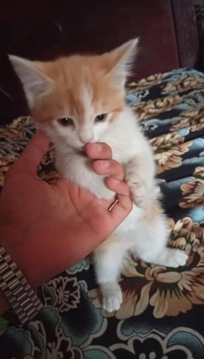 2 female cat / age 2 months