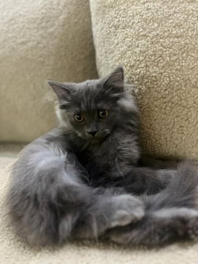 3 Months old Healthy Persian Kitten for sale _with Food & Litter Bucke